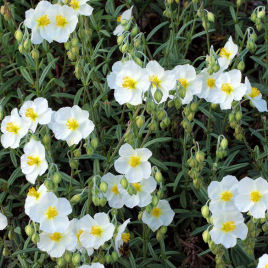 Helianthemum blanco